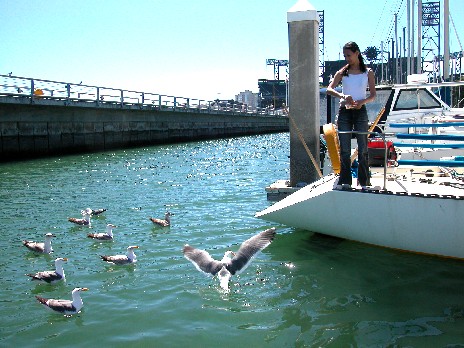 Catherine feeds the seagulls at the marina (South Beach)