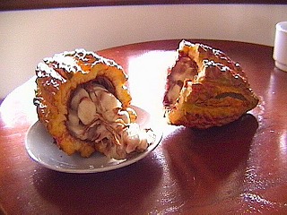 An opened cacao fruit. This is where chocolate comes from.