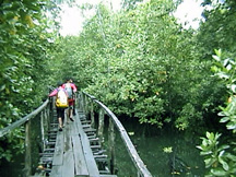 About a 15 minutes hike over mangroves toward the waiting boat.