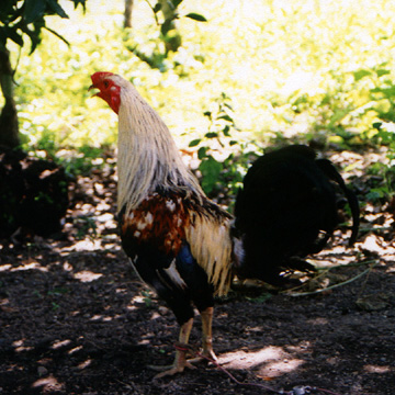 Cousin Ermis' Champion Cock